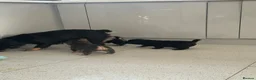 French Bulldog dogs for sale: Fluffy Frenchies - Advert 13