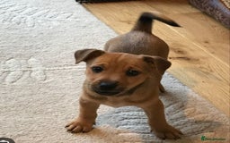 Mixed Breed dogs for sale: Terrier cross with jackrussle - Advert 6