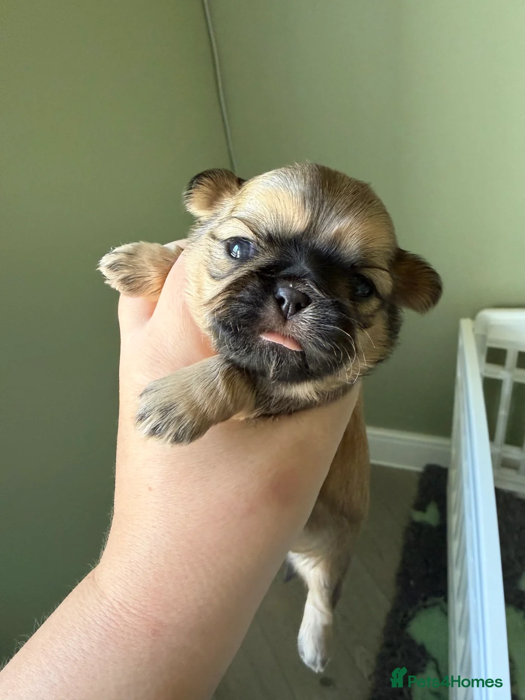 Shih Tzu dogs for sale: Imperial Shih Tzu puppies  - Advert 19