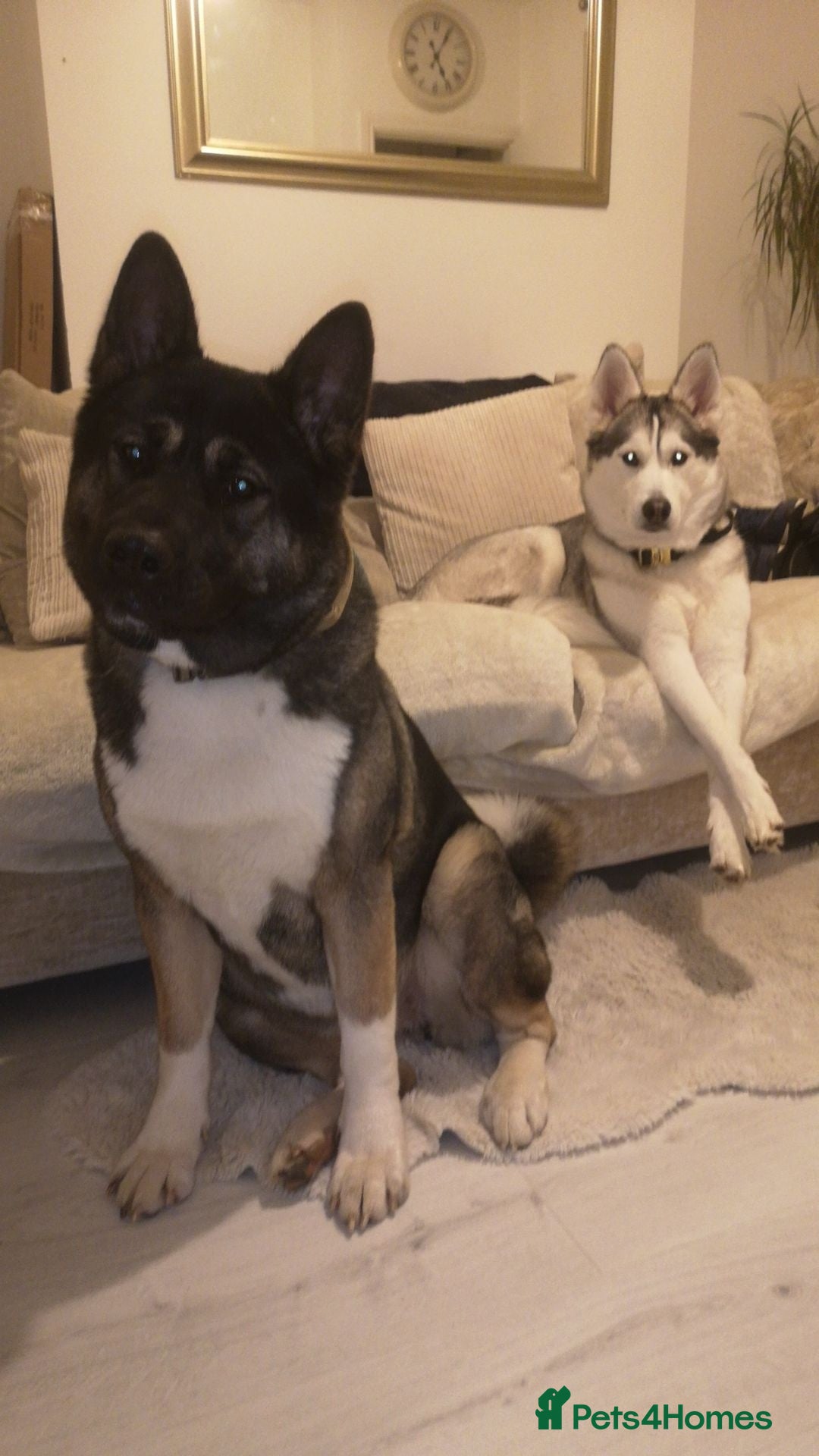 Akita dogs Rehoming Akita & Husky - Travel ready - Advert 2