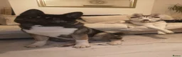 Akita dogs for sale: Rehoming Akita & Husky - Travel ready - Advert 1