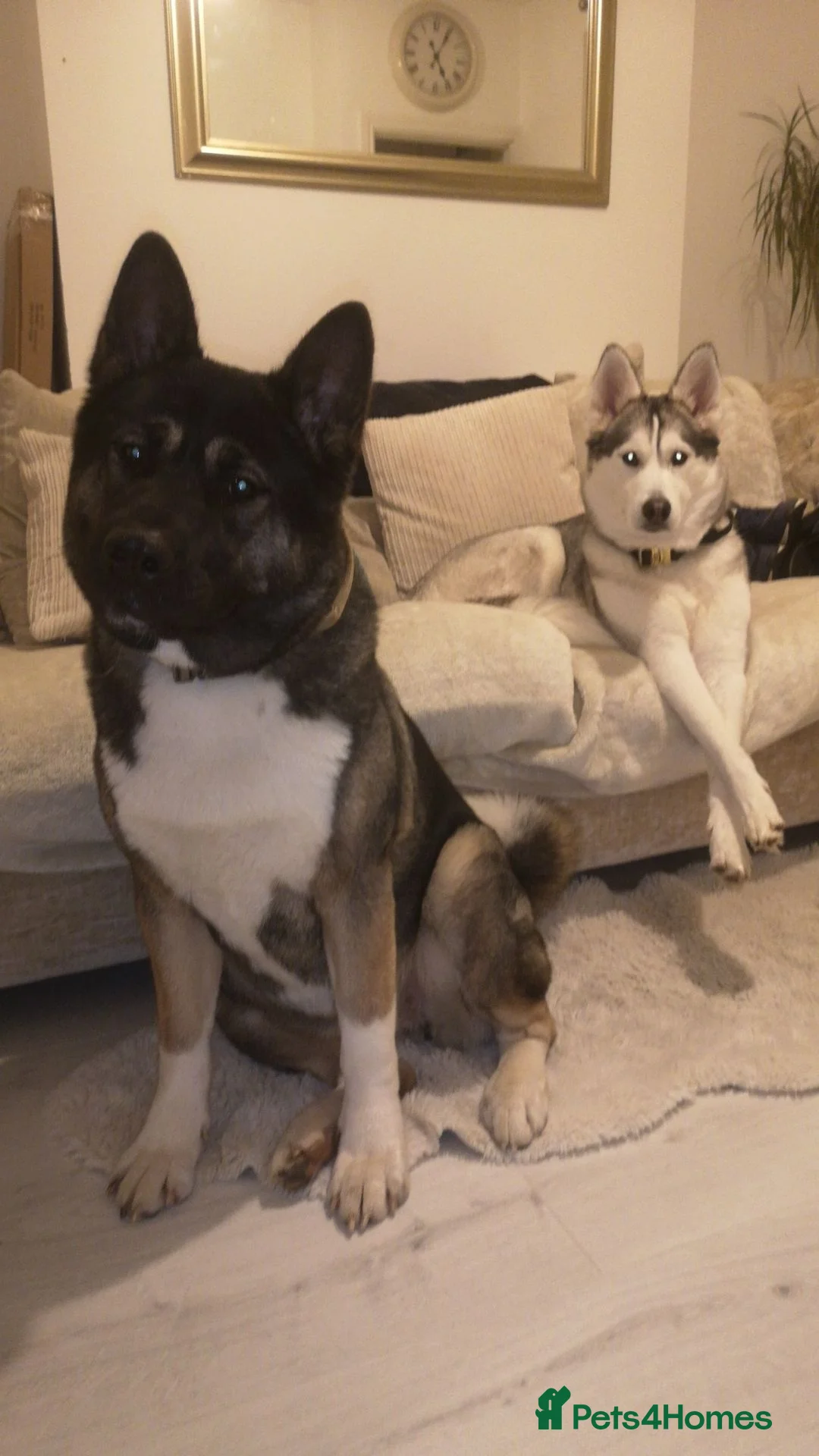 Akita dogs for sale: Rehoming Akita & Husky - Travel ready - Advert 1