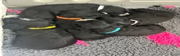 Cockapoo dogs for sale: 5 ⭐️ licensed home breeder  - Advert 11