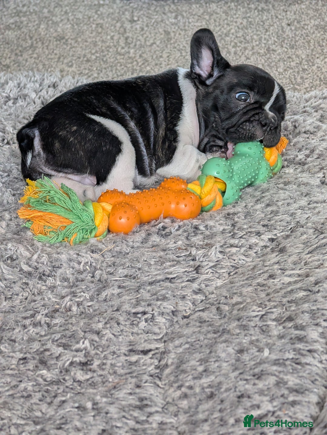 French Bulldog dogs for sale: French bulldog puppies for sale - Image 3