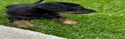 Mixed Breed dogs for sale: 4 jackapoo puppies  - Advert 12