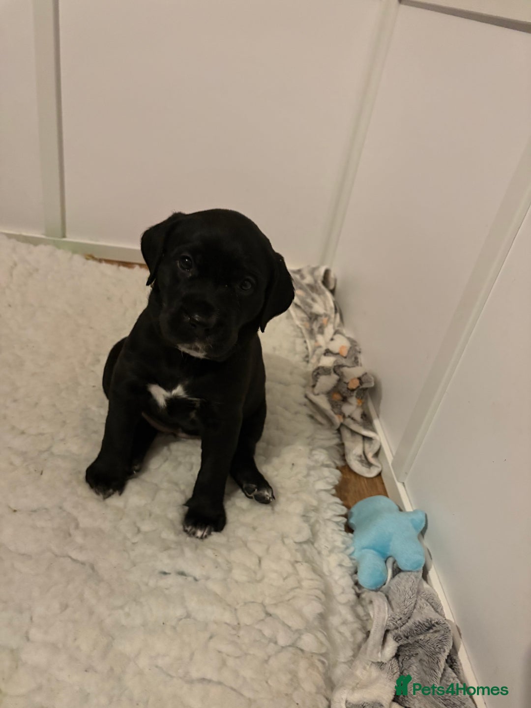 Mixed Breed dogs for sale: Beautiful Dalmador (lab X Dalmatian) puppies..!  - Advert 11