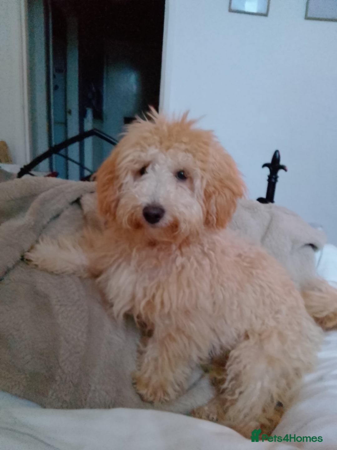 Poochon dogs for sale: 11 month old poochon - Advert 10