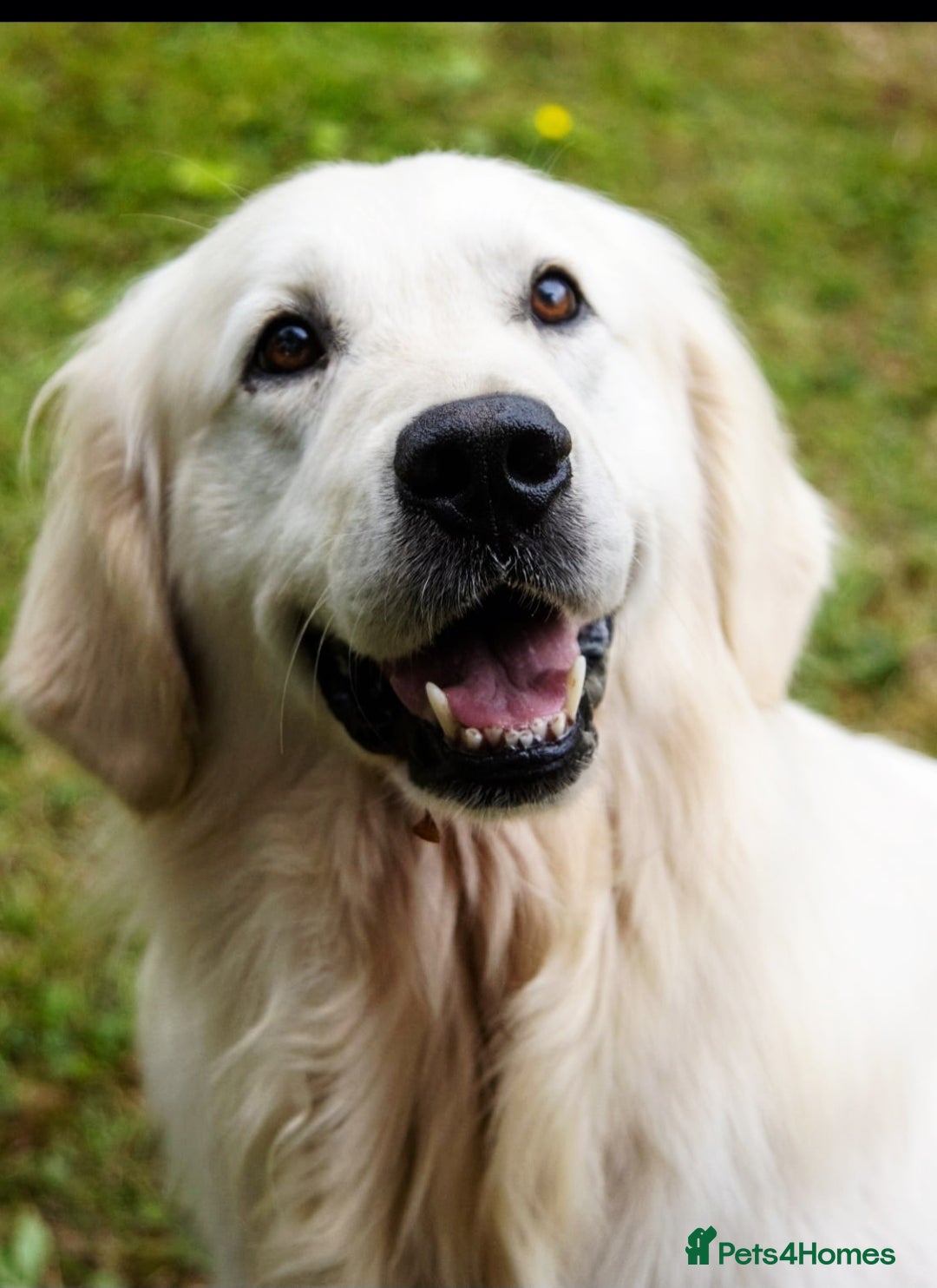 Golden Retriever dogs for sale: Newmiller Retrievers Litter Announcement - Image 3