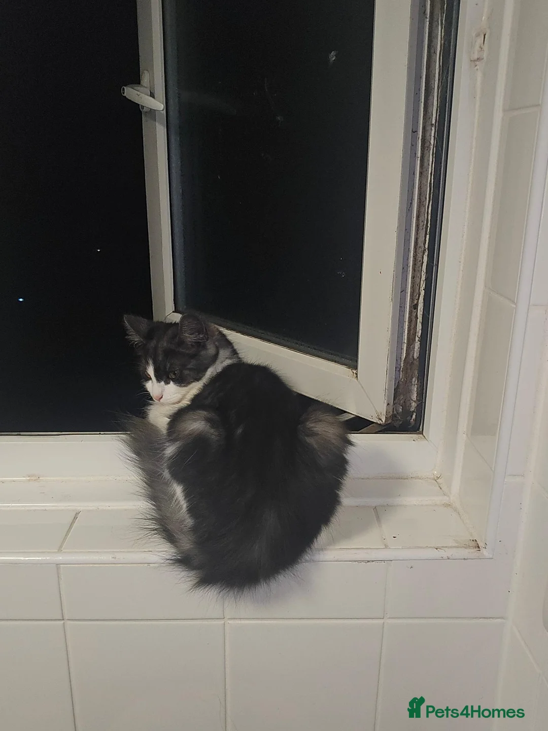 Mixed Breed cats for sale: Black grey white kitten - Advert 5