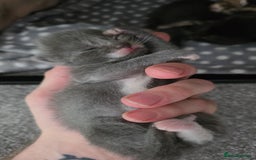 Mixed Breed cats for sale: Kittens for sale  - Image 1