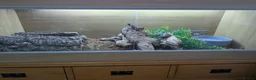 Python Snake reptiles for sale: ball python  - Advert 7