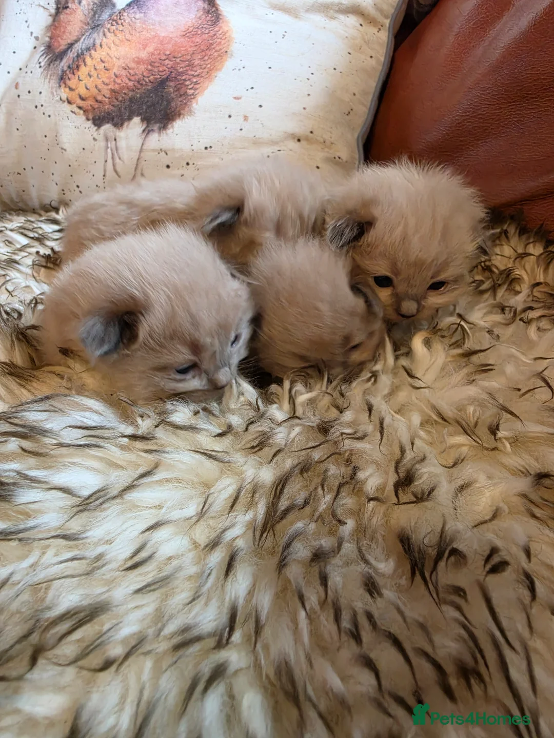 Ragdoll cats for sale: Mink and seal point ragdoll kittens - Advert 21