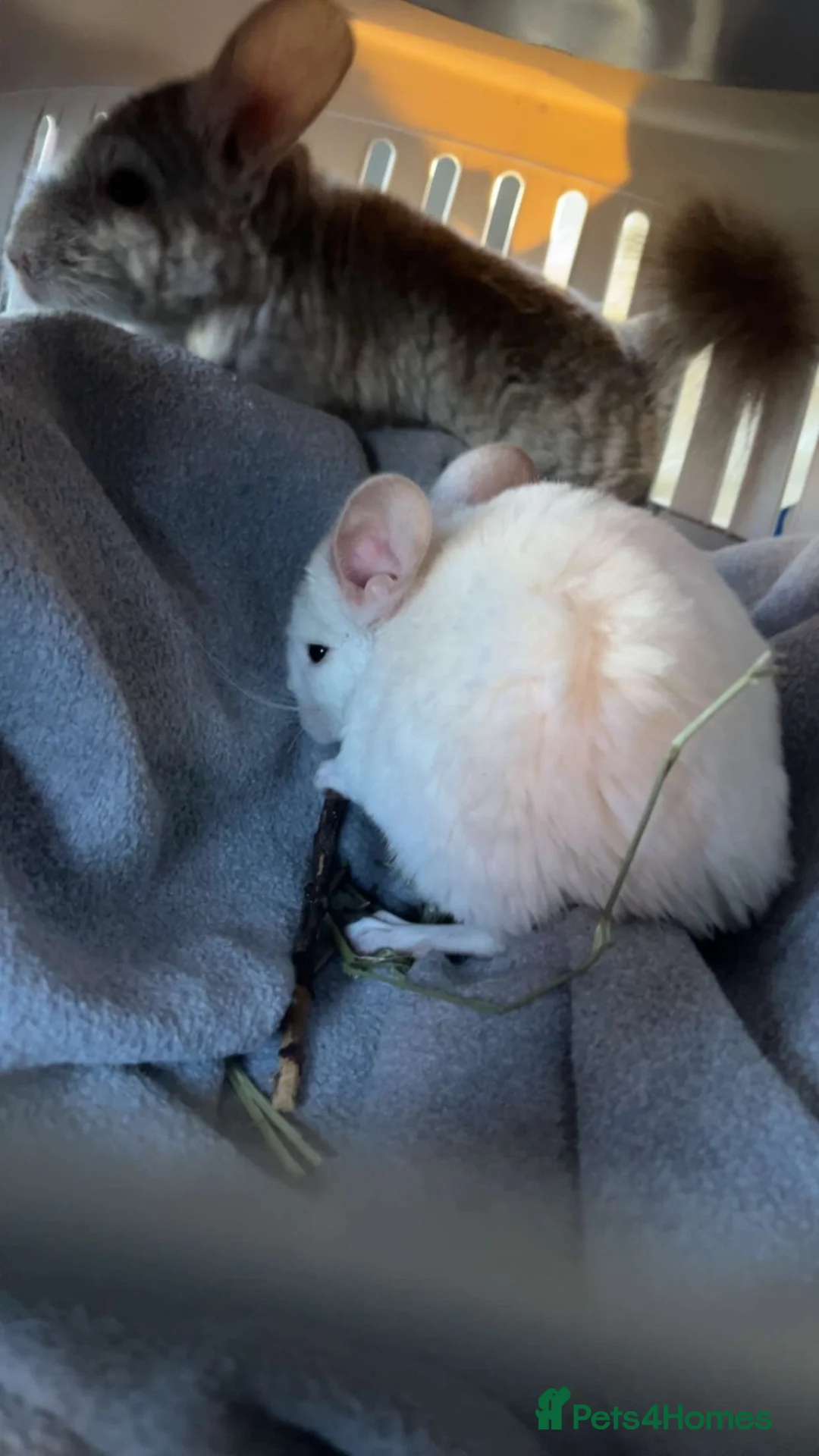 Chinchilla rodents for sale: 2 bonded male chinchillas  - Advert 4