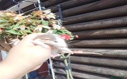 Rat rodents for sale: Beautiful baby rats dumbos smooth and rex  - Image 8