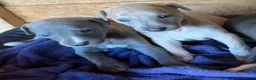 Whippet dogs for sale: Stunning whippet pups  - Advert 4