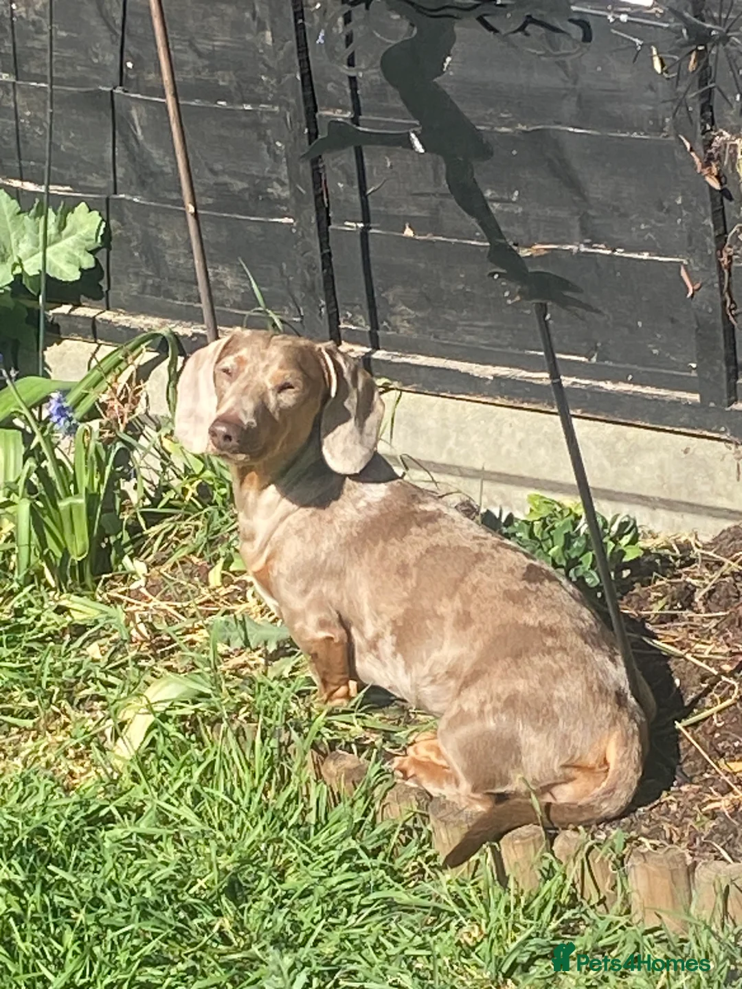 Miniature Dachshund dogs for sale:  Isabella & chocolate & tan Miniature dachshunds  - Advert 13