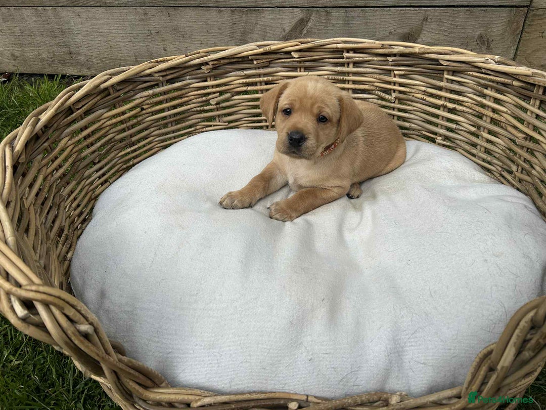 Labrador Retriever dogs for sale: KC registered Labrador pups ready to rehome NOW in Stanley - Image 14