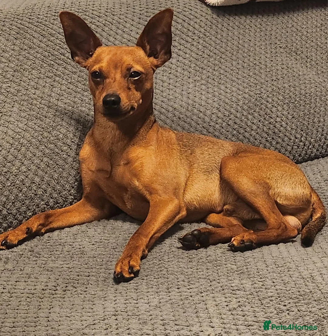 Miniature Pinscher dogs for stud: Toffik the stud  in Halifax - Advert 9