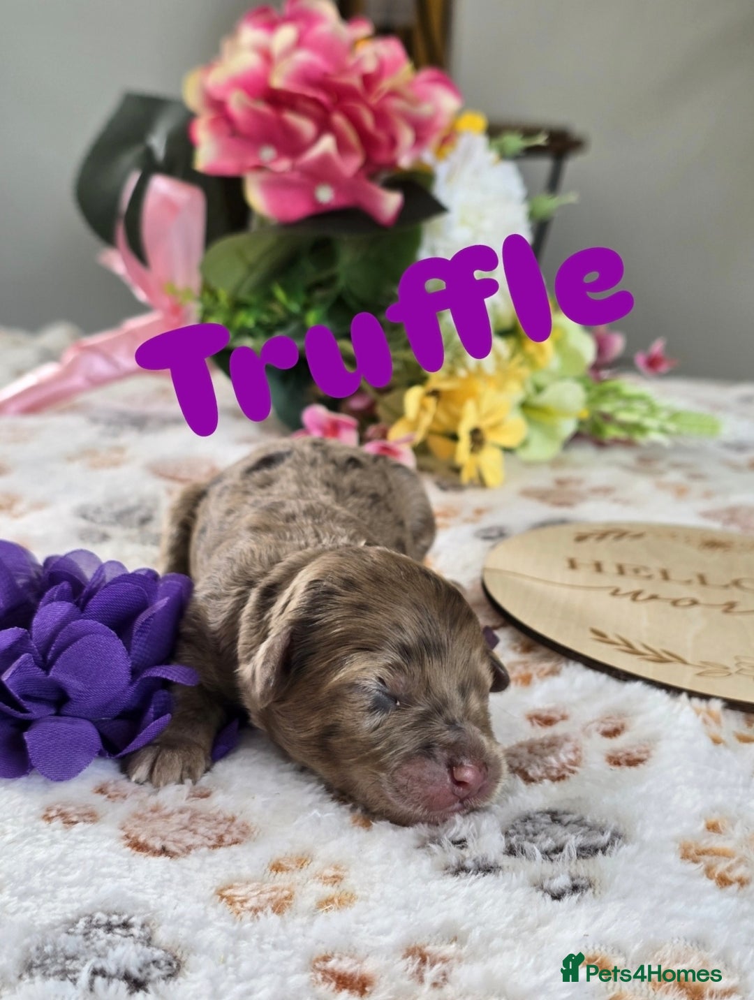 Cavapoo dogs for sale: Cavapoo F1B pups licensed Breeder/health tested  - Image 6