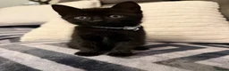 Mixed Breed cats for sale: Beautiful Kittens For Sale  - Advert 5