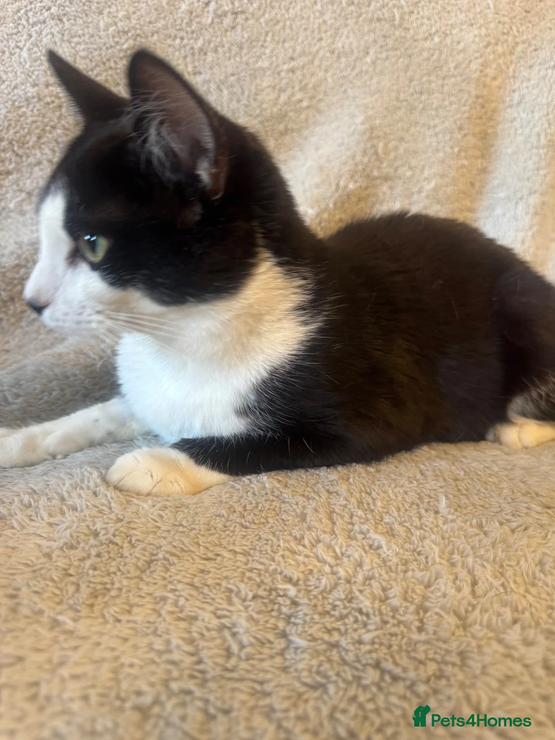 Mixed Breed cats for sale: Maine Coon X kittens for sale! in Basingstoke - Advert 2
