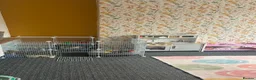 Mini Lion Lop rabbits for sale: Rabbit for rehoming  - Advert 2