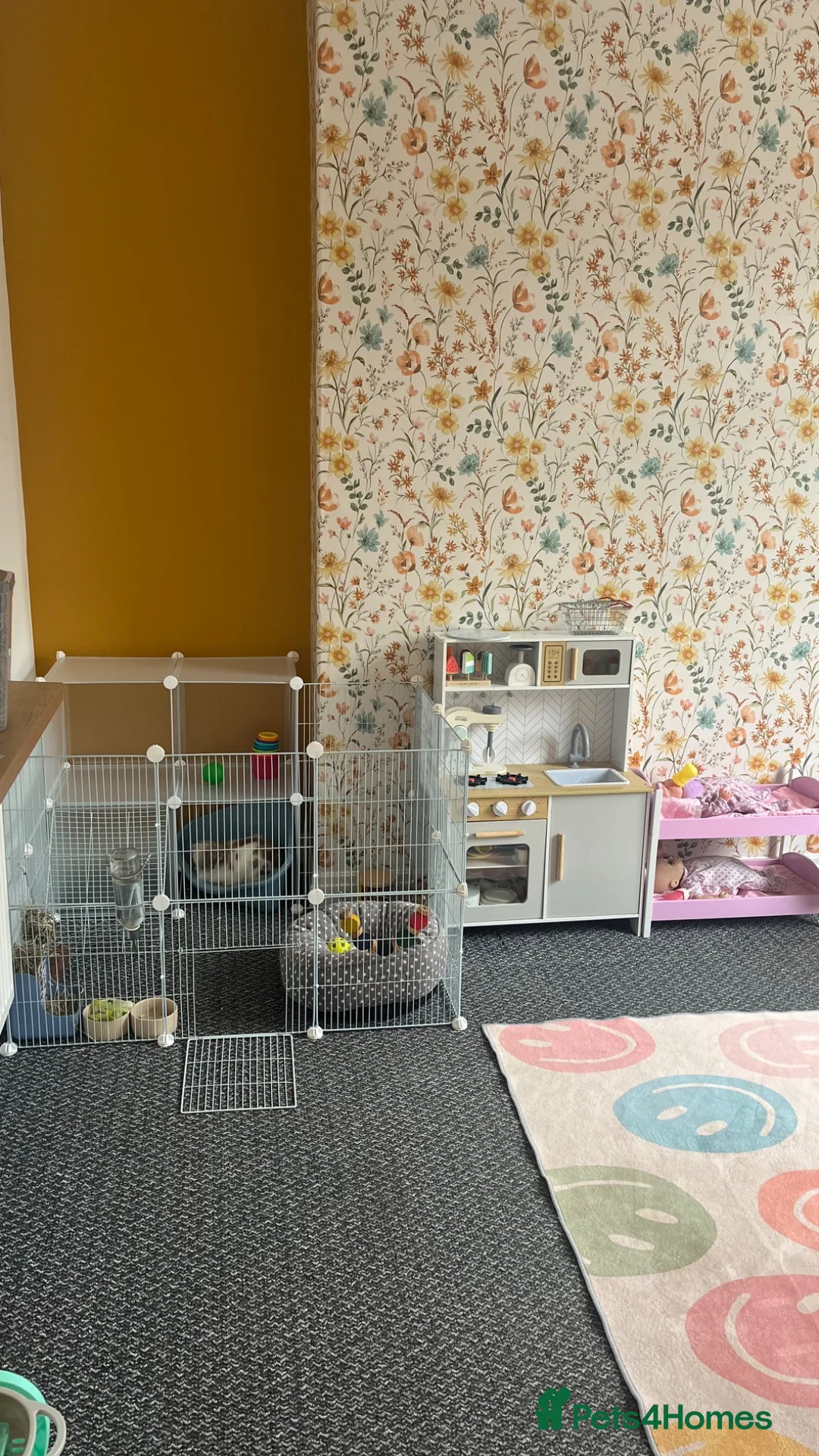 Mini Lion Lop rabbits for sale: Rabbit for rehoming  - Advert 2