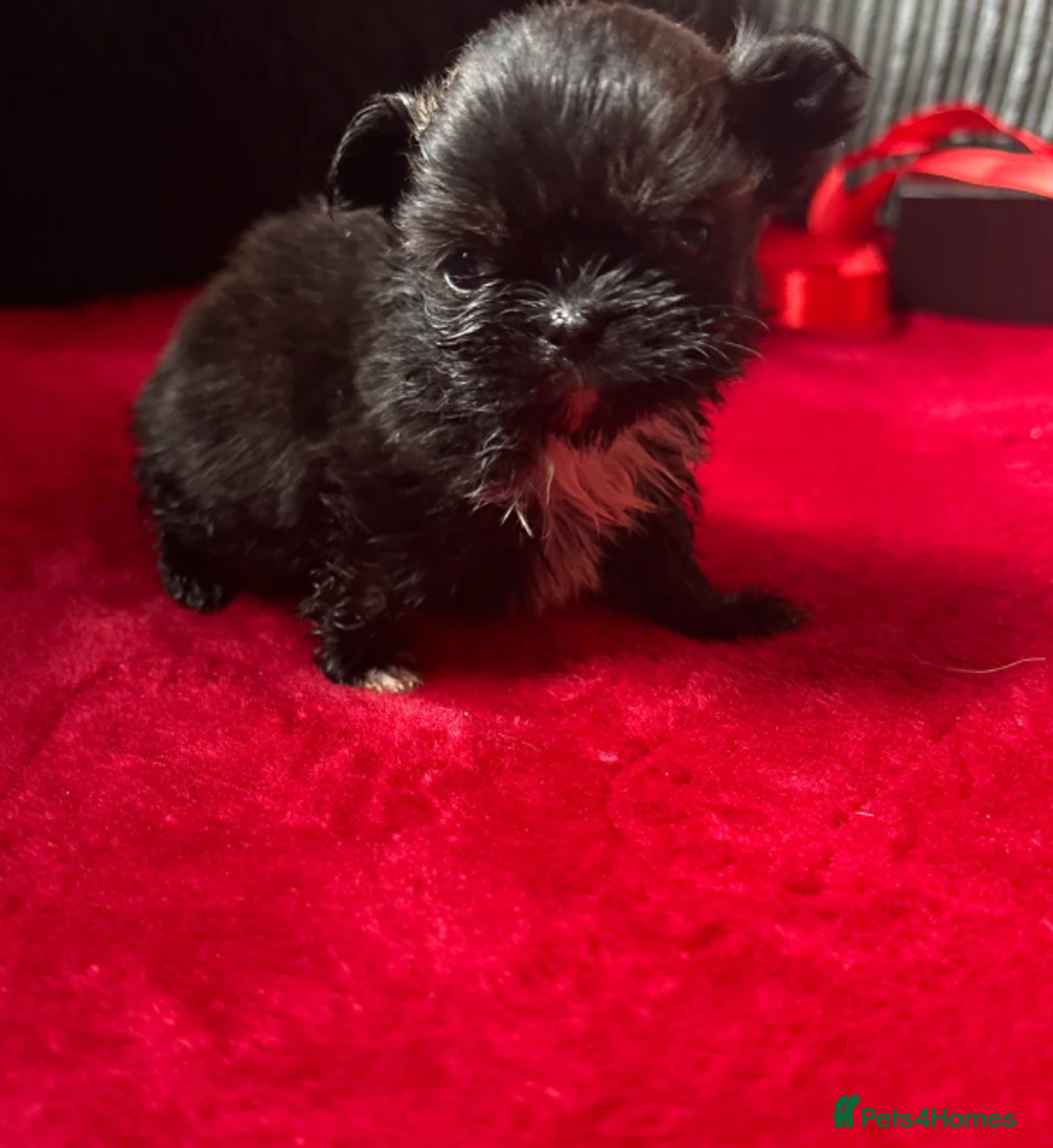 Shih Tzu dogs for sale: Shih Tzu - Advert 11