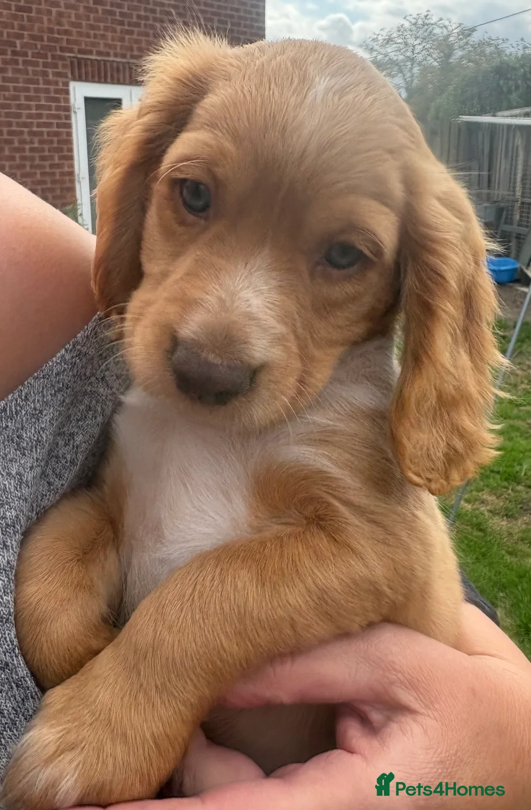 Cocker Spaniel dogs for sale: KC registered working cocker spaniel pups in Goole - Advert 2