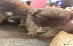 Mixed Breed dogs for sale: Beautiful little chugs  - Image 2