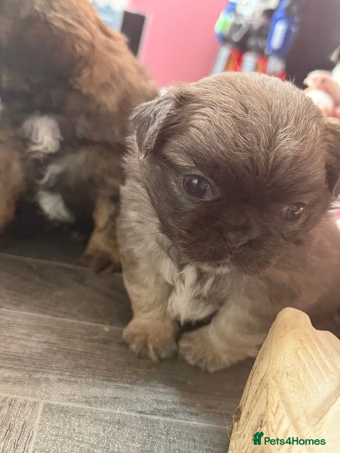 Mixed Breed dogs for sale: Beautiful little chugs  - Image 2