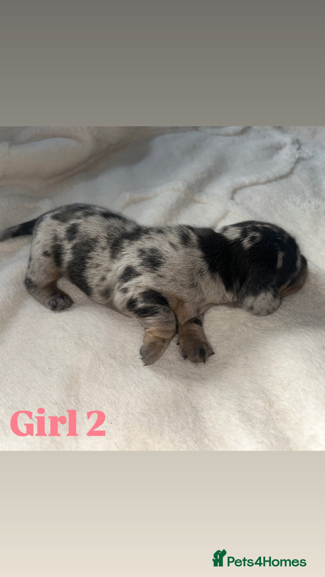 Dachshund dogs for sale: 🐾 Purebred Dachshund Puppies for Sale! 🐾 - Advert 22
