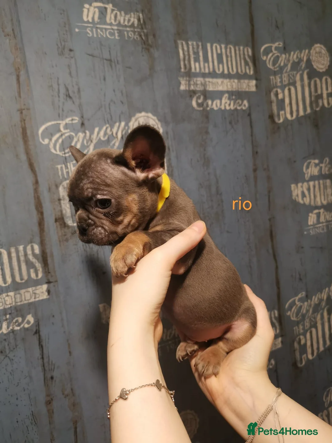 French Bulldog dogs for sale: 6 puppies are looking for only loving home  in Grays - Advert 11
