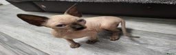 Sphynx cats for sale: Sphinx happy girls any info pleas message  - Advert 11