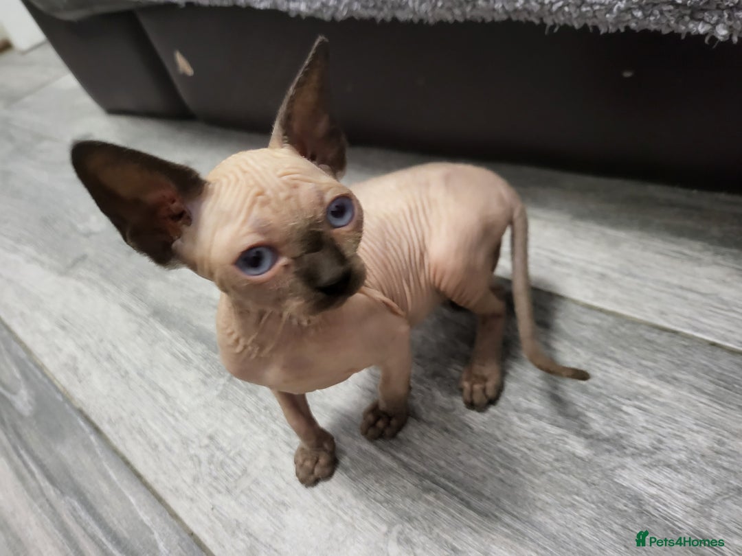 Sphynx cats for sale: Sphinx happy girls any info pleas message  - Advert 11
