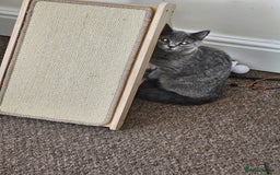 British Shorthair cats for sale: British shorthair and longhair  - Image 15