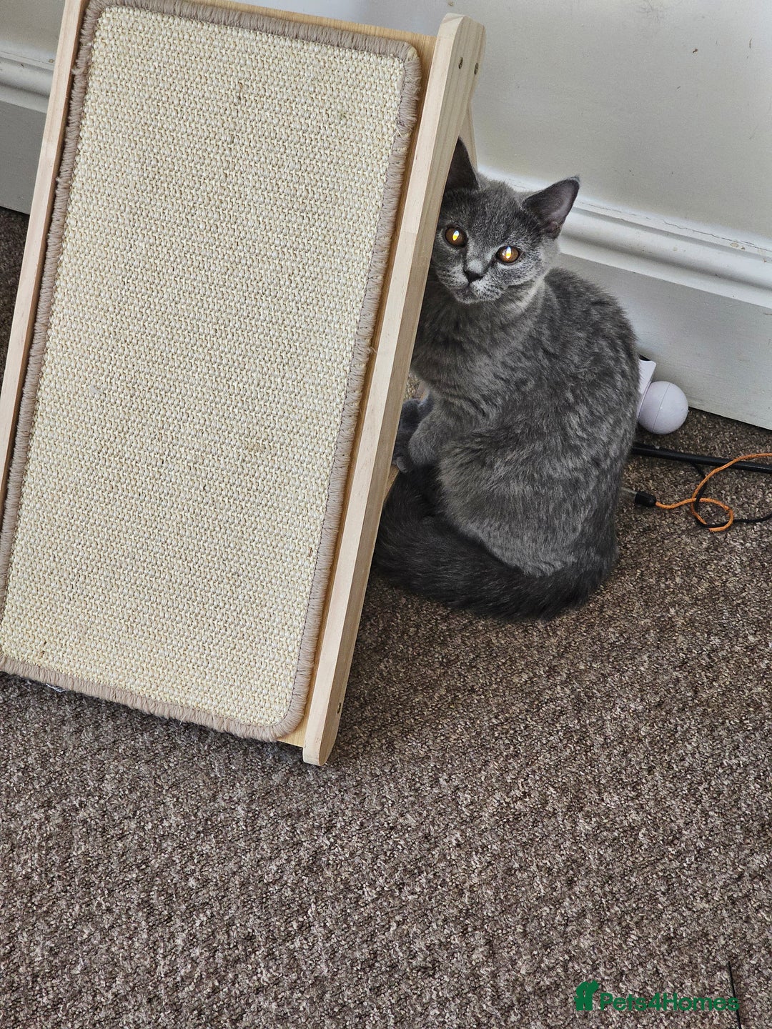 British Shorthair cats for sale: British shorthair and longhair  - Image 15