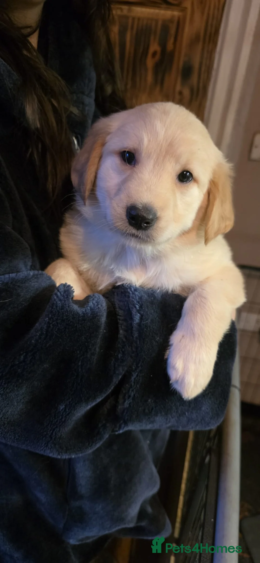 Golden Shepherd dogs for sale: Golden shepherd girl - Advert 7