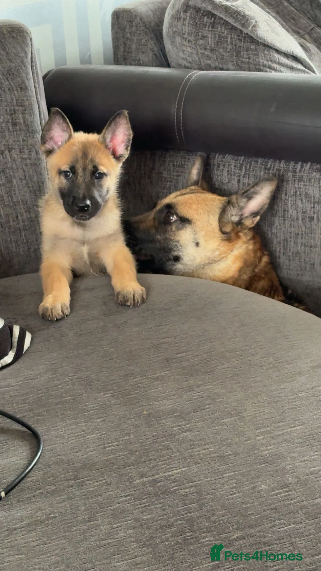 Mixed Breed dogs for sale: Belgium malanois - Advert 1