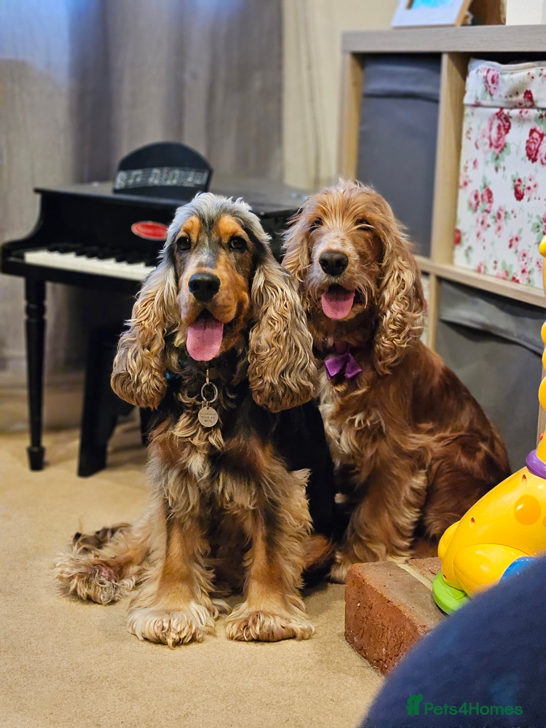 Cocker Spaniel dogs for sale: Show type Cocker spaniel puppies for sale - Image 1