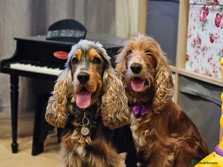 Cocker Spaniel dogs for sale - Advert 1