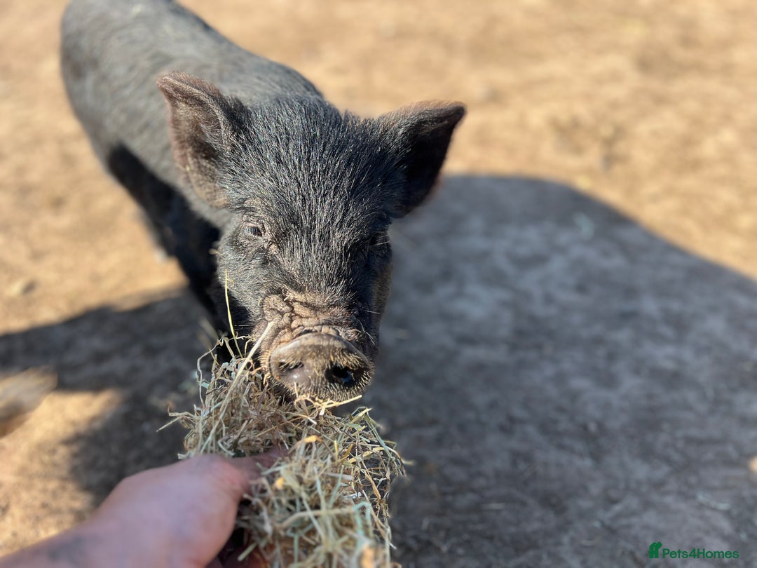 Pig livestock for sale: Kune kune cross, different ages/prices - Image 10
