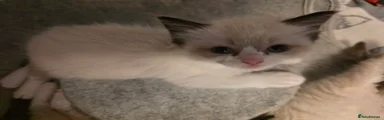 Ragdoll 6