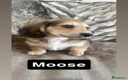 Miniature Dachshund dogs for sale: LAST BOY 💛 LONGHAIRED CREAM MINIATURE DACHSHUNDS  in Liverpool - Image 2