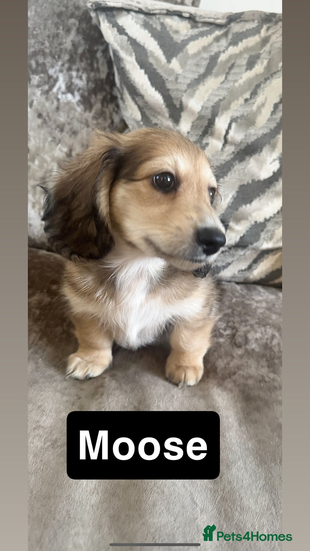 Miniature Dachshund dogs for sale: LAST BOY 💛 LONGHAIRED CREAM MINIATURE DACHSHUNDS  in Liverpool - Image 2