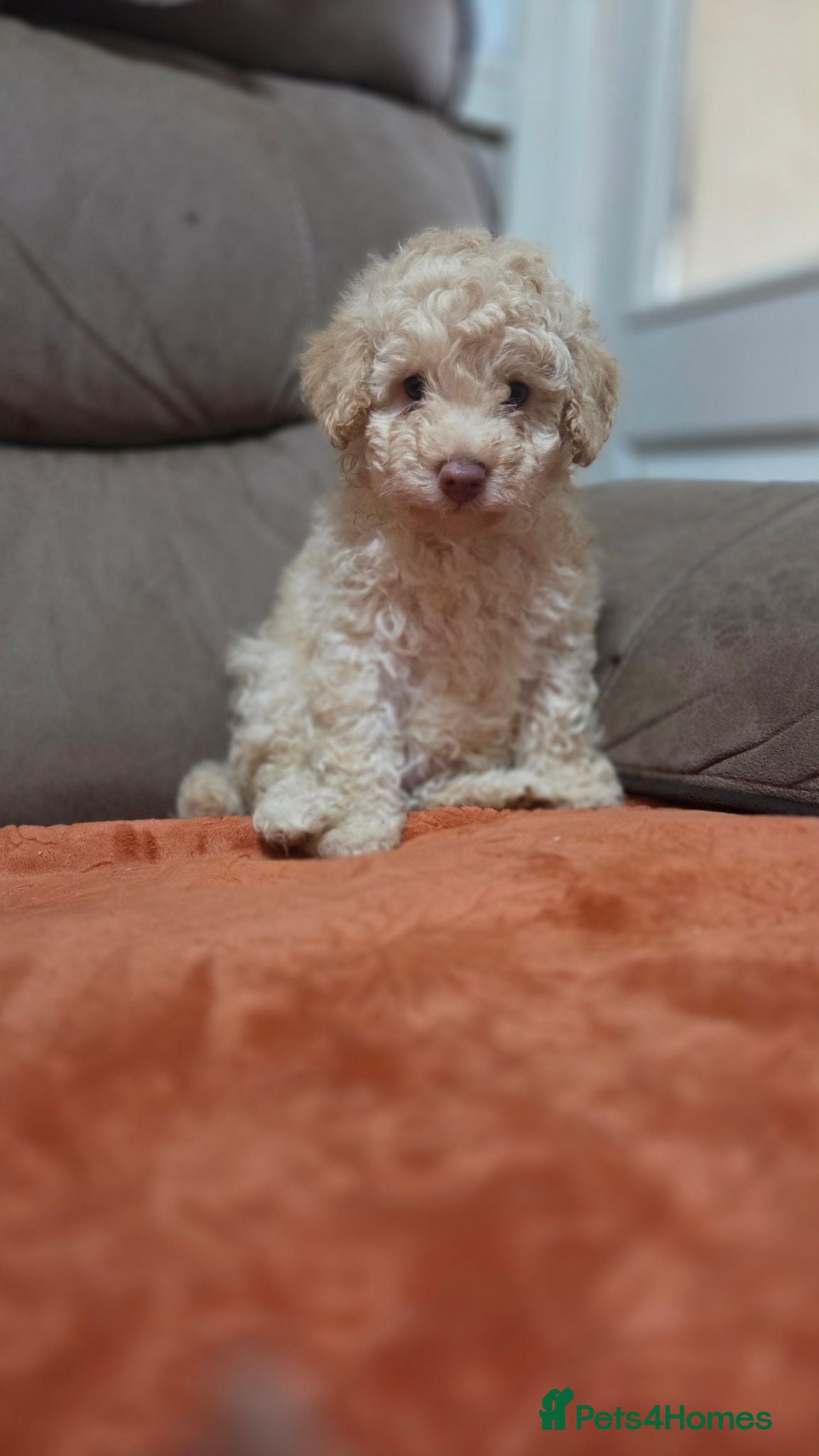 Toy Poodle dogs Toy poodle puppys - Advert 1