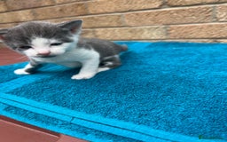 British Shorthair cats for sale: Multicoloured tabby kittens  - Image 4
