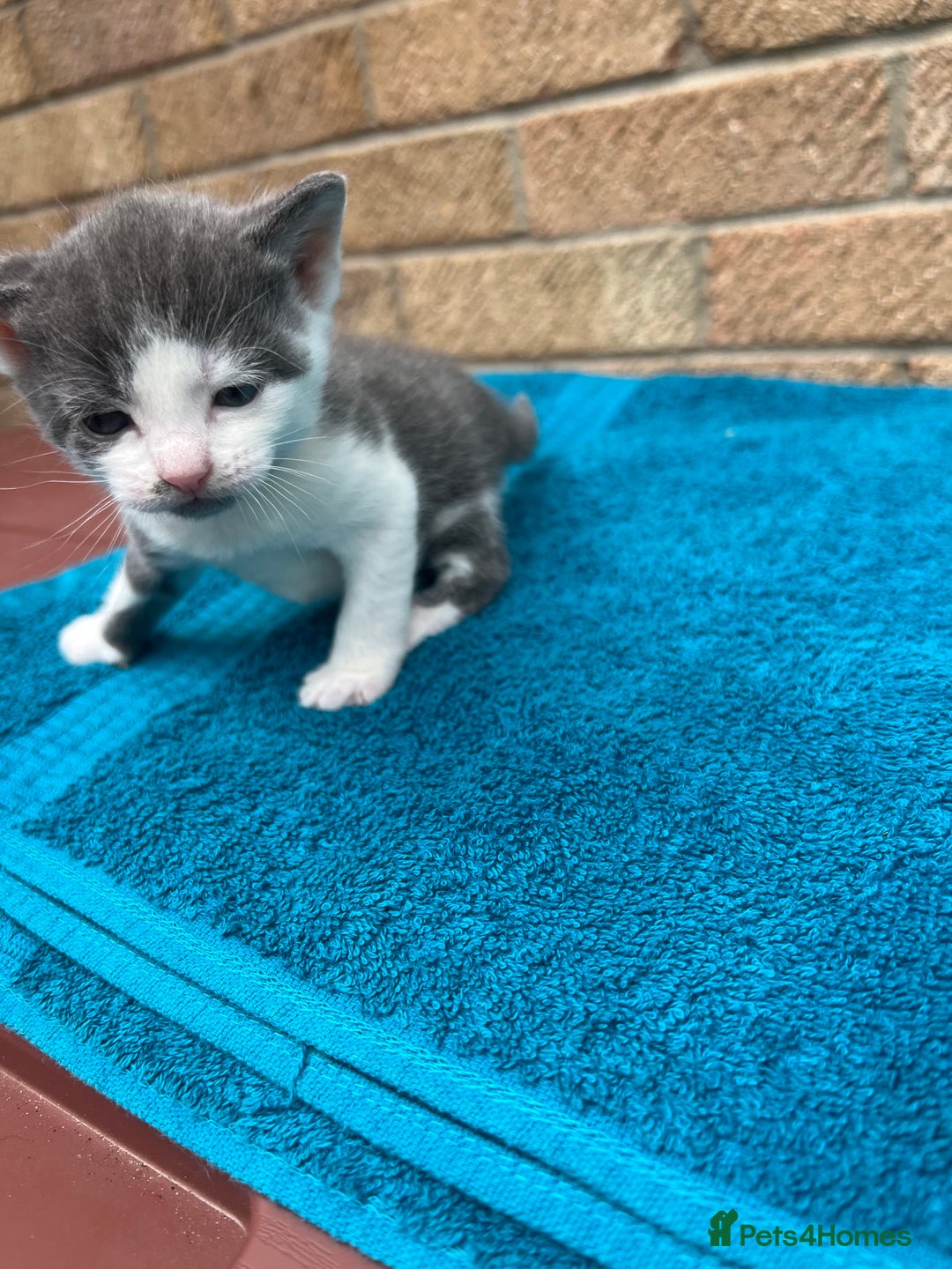 British Shorthair cats for sale: Multicoloured tabby kittens  - Image 4