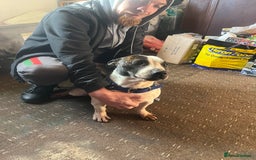Mixed Breed dogs for sale: Staffy x Jack russell - Advert 3
