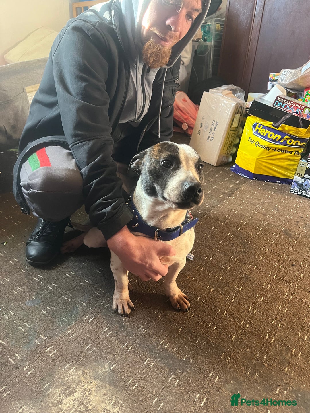 Mixed Breed dogs for sale: Staffy x Jack russell - Advert 3